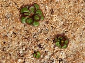 Drosera lowriei