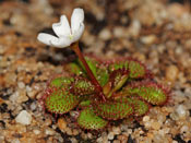 Drosera lowriei