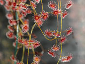 Drosera macrantha