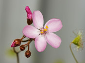 Drosera macrantha