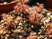 Drosera madagascariensis