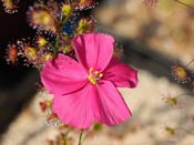 Drosera menziesii