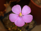 Drosera menziesii ssp. menziesii