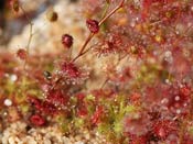 Drosera menziesii