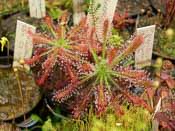 Drosera neocaledonica