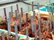 Drosera neocaledonica