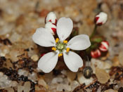 Drosera orbiculata