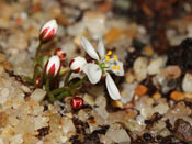 Drosera orbiculata