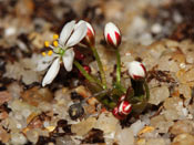 Drosera orbiculata