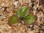 Drosera orbiculata