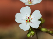 Drosera oreopodin