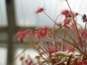 Drosera paradoxa