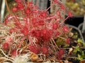 Drosera paradoxa