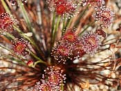 Drosera petiolaris