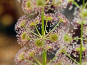 Drosera porrecta