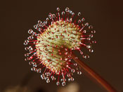 Drosera prolifera