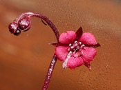 Drosera prolifera