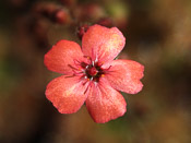 Drosera pulchella