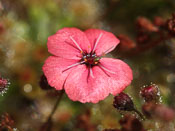 Drosera pulchella