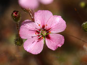 Drosera pulchella