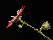 Drosera pulchella