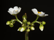 Drosera purpurascens