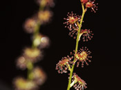 Drosera ramellosa