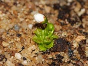 Drosera ramellosa