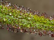 Drosera regia