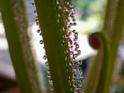 Drosera regia