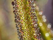 Drosera regia