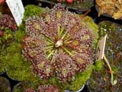 Drosera roraimae