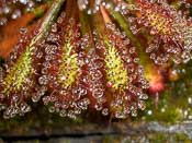 Drosera roraimae