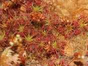 Drosera roseana