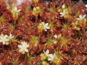 Drosera roseana