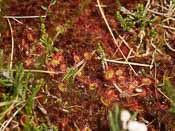 Drosera rotundifolia