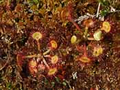 Drosera rotundifolia