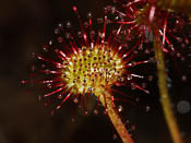 Drosera rotundifolia