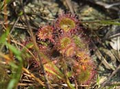 Drosera rotundifolia