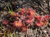 Drosera rotundifolia