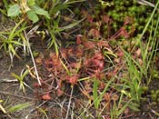 Drosera rotundifolia