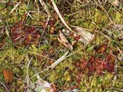 Drosera rotundifolia