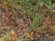 Drosera rotundifolia