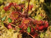 Drosera rotundifolia