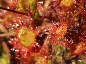 Drosera rotundifolia