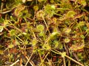 Drosera rotundifolia