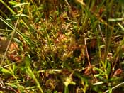 Drosera rotundifolia