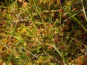 Drosera rotundifolia