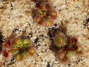 Drosera rupicola