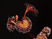 Drosera rupicola